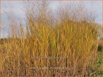 Panicum virgatum &#39;Thundercloud&#39;