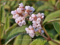 Persicaria campanulata 'CBCH292'