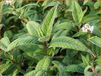 Persicaria campanulata 'CBCH292'