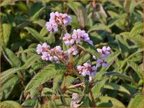 Persicaria campanulata 'CBCH292'