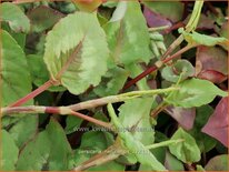 Persicaria nepalensis