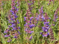 Salvia &#39;Poldi&#39;