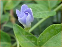 Vinca minor &#39;Valentin&#39;