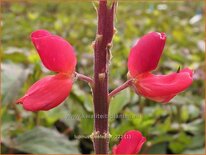 Lupinus &#39;Beefeater&#39; (pot 11 cm)