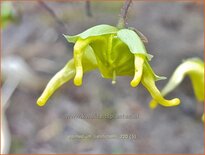 Epimedium lishihchenii