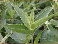 Monarda fistulosa subsp. menthifolia 'Mohikaner'