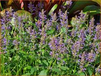 Agastache &#39;Purple Haze&#39;