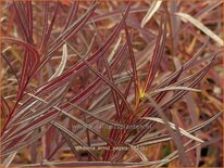 Amsonia &#39;Ernst Pagels&#39;