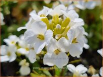 Arabis caucasica 'Bakkely'