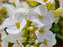 Arabis caucasica 'Bakkely'