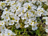 Arabis caucasica 'Bakkely'