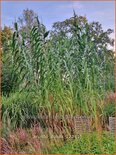 Arundo donax (pot 11 cm)