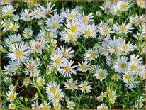 Aster &#39;Monte Cassino&#39;