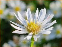 Aster &#39;Monte Cassino&#39;