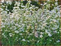 Aster &#39;Monte Cassino&#39;