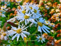 Aster novi-belgii 'Zauberspiel'