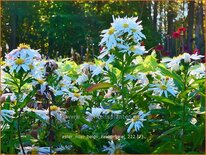 Aster novi-belgii 'Zauberspiel'