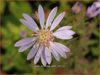 Aster 'Primrose Path'