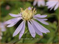 Aster 'Primrose Path'