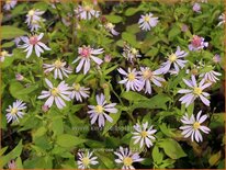 Aster 'Primrose Path'