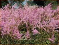 Astilbe &#39;Henny Graafland&#39;