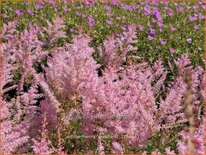 Astilbe &#39;Henny Graafland&#39;