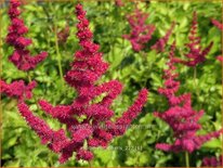 Astilbe 'Hot Pearls'