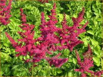 Astilbe 'Hot Pearls'