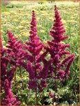 Astilbe &#39;Vision Vulcano&#39;