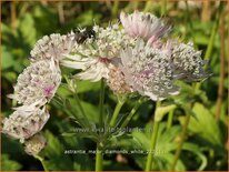 Astrantia major 'Diamonds White'