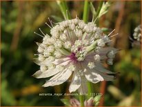 Astrantia major 'Diamonds White'