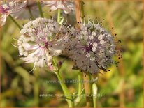 Astrantia major 'Diamonds White'