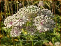 Astrantia major 'Diamonds White'