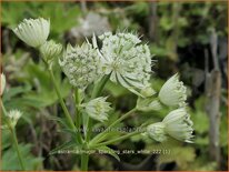 Astrantia major 'Sparkling Stars White'