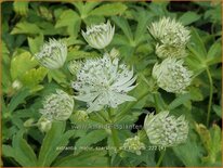 Astrantia major 'Sparkling Stars White'