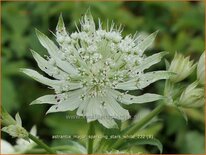 Astrantia major 'Sparkling Stars White'