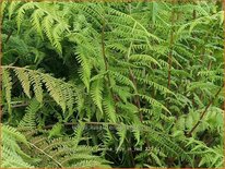 Athyrium filix-femina &#39;Lady in Red&#39;