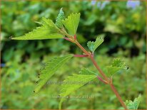 Boehmeria spicata