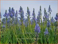 Camassia leichtlinii &#39;Blue Candle&#39; (pot 11 cm)