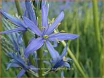 Camassia leichtlinii &#39;Blue Candle&#39; (pot 11 cm)