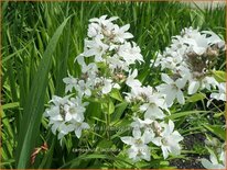 Campanula lactiflora &#39;Alba&#39;