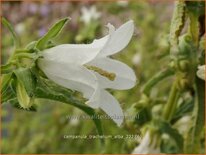 Campanula trachelium &#39;Alba&#39;