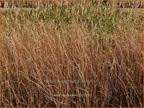 Carex buchananii