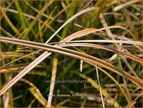 Carex dipsacea &#39;Holiday&#39;