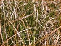 Carex dipsacea &#39;Holiday&#39;