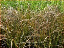 Carex dipsacea &#39;Holiday&#39;