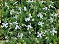 Clematis integrifolia &#39;Gletschereis&#39;