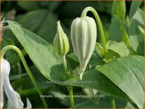 Clematis integrifolia &#39;Gletschereis&#39;