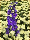 Delphinium &#39;Magic Fountains Dark Blue Black Bee&#39;