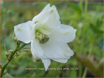 Delphinium &#39;Magic Fountains Pure White&#39;